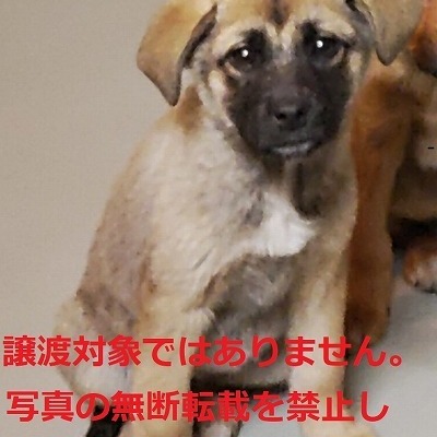 保護犬猫番号：第4025号(福岡県)久留米市動物管理センター