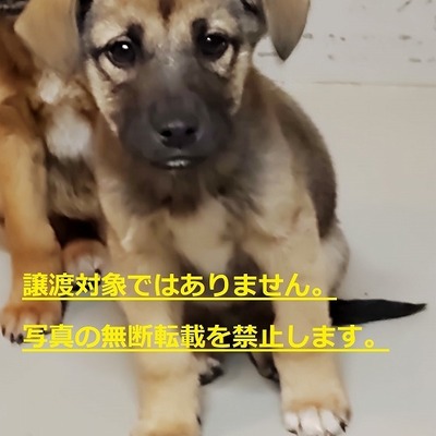 (福岡県)久留米市動物管理センター保護犬猫番号：第4027号