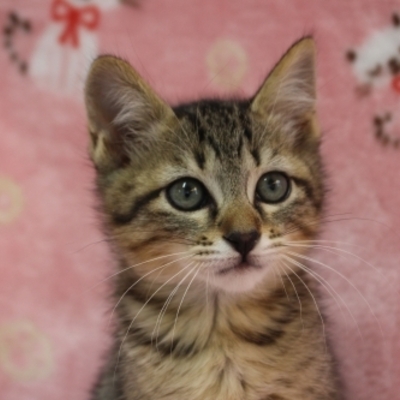 北九州市保健福祉局保健医療部動物愛護センターB22231