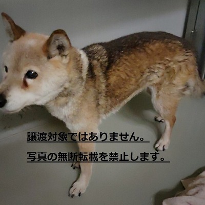 保護犬猫番号：第4029号