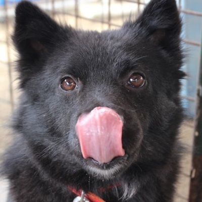 北九州市保健福祉局保健医療部動物愛護センターA22153