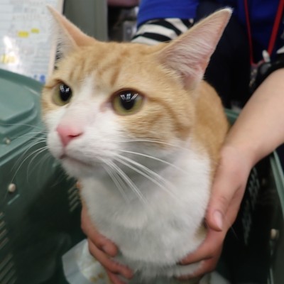 東部動物愛護管理センター c4181