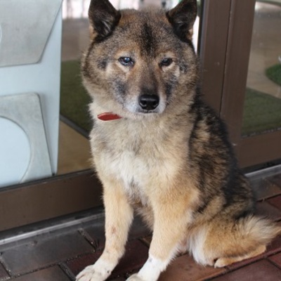 北九州市保健福祉局保健医療部動物愛護センターA22177