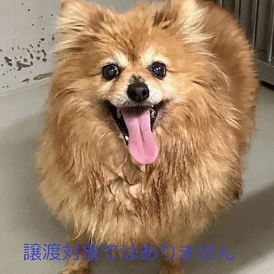 保護犬猫番号：5001
