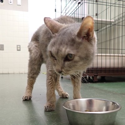 東部動物愛護管理センター c4262