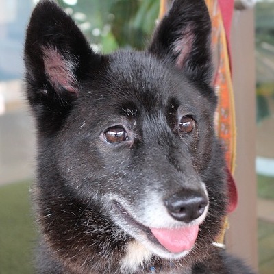 北九州市保健福祉局保健医療部動物愛護センターA23006
