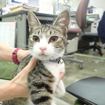 東部動物愛護管理センター c4268