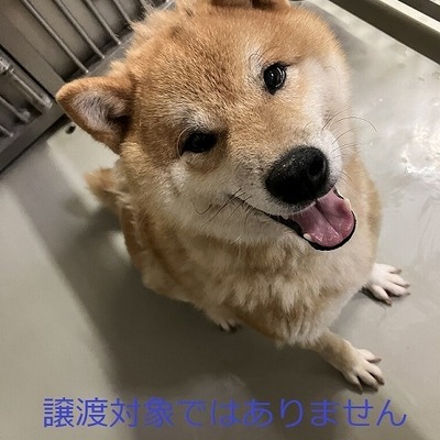 保護犬猫番号：5002