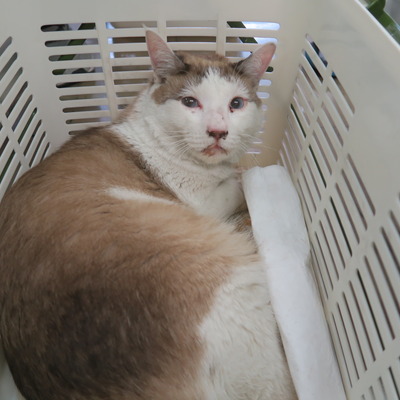 東部動物愛護管理センター c4271