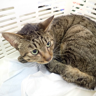 東部動物愛護管理センター c4270