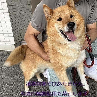 保護犬猫番号：5003