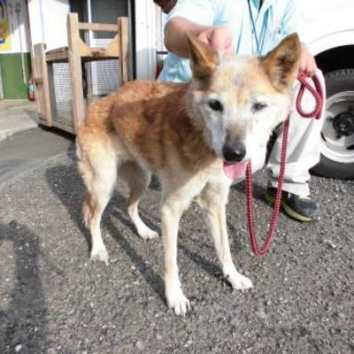 大牟田市動物管理センター（9月28日保護分） 