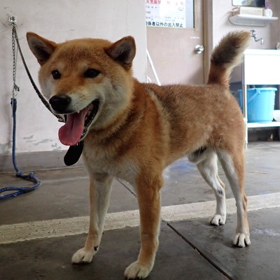 東部動物愛護管理センター d1665