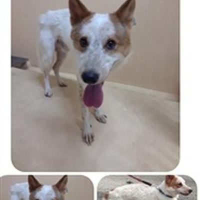 迷い犬（令和5年７月３日保護分）