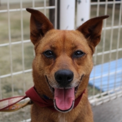 北九州市保健福祉局保健医療部動物愛護センターA23013