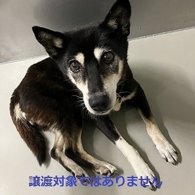 保護犬猫番号：5009