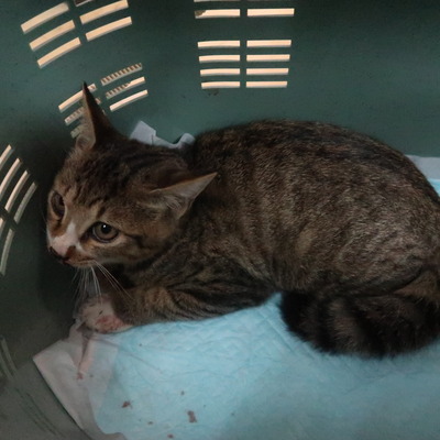 東部動物愛護管理センター c4378