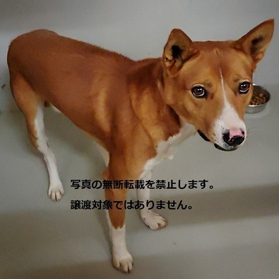 保護犬猫番号：5010 