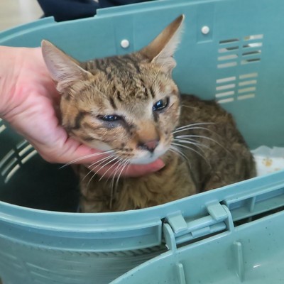 東部動物愛護管理センター C4385