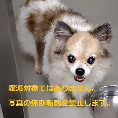 収容動物番号：5011　