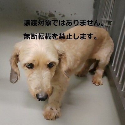 保護犬猫番号：5012　