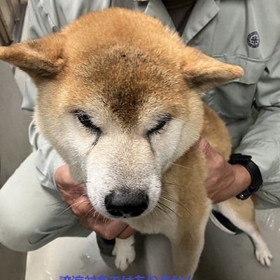 保護犬猫番号：5013　