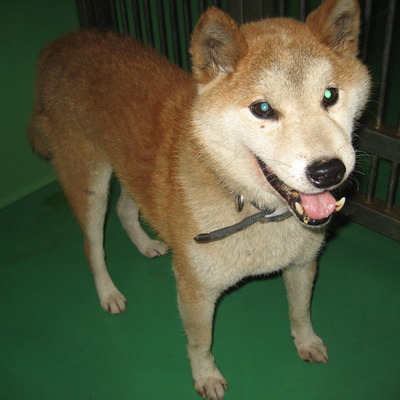 福岡県動物愛護センターNo.6246