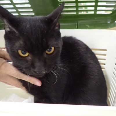 東部動物愛護管理センター c4411