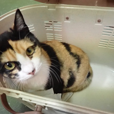 東部動物愛護管理センター c4412