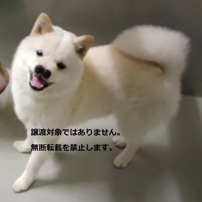 保護犬猫番号：5015