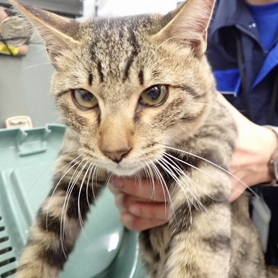 東部動物愛護管理センター c4429