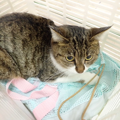 東部動物愛護管理センター c4428