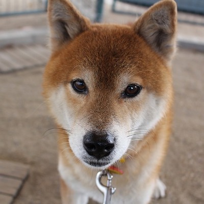 北九州市保健福祉局保健医療部動物愛護センターA23086