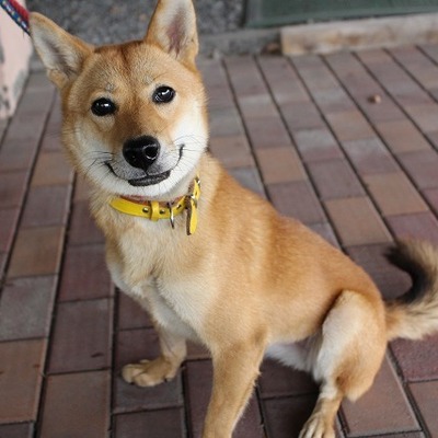 北九州市保健福祉局保健医療部動物愛護センターA23033