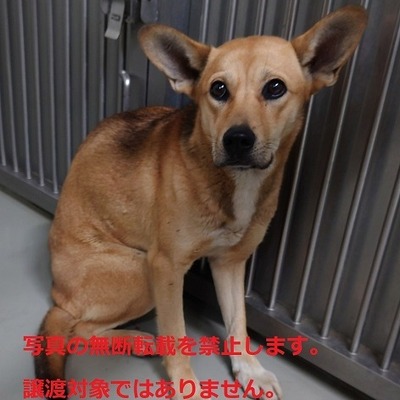 保護犬猫番号：5016　