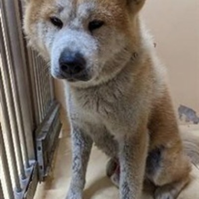 迷い犬（令和6年1月9日保護分）