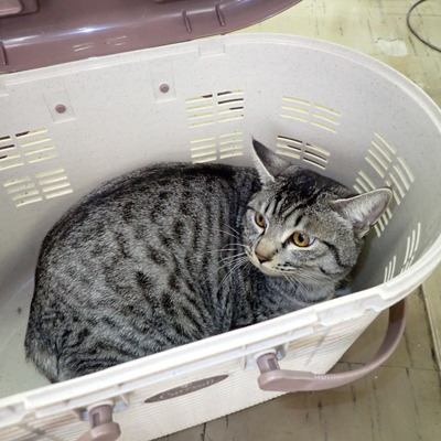 東部動物愛護管理センター c4436