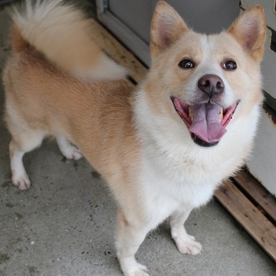 北九州市保健福祉局保健医療部動物愛護センターA23088