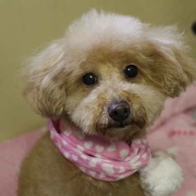 北九州市保健福祉局保健医療部動物愛護センターA23122