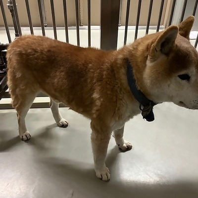 保護犬猫番号  5018