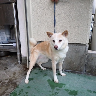 北九州市保健福祉局保健医療部動物愛護センターd1714