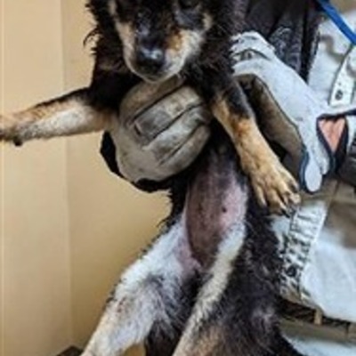 迷い犬（令和6年2月21日保護分）