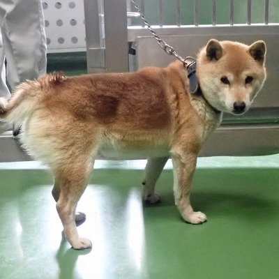 東部動物愛護管理センター d1715