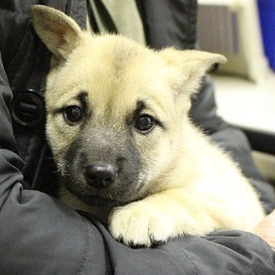 北九州市保健福祉局保健医療部動物愛護センターA23129