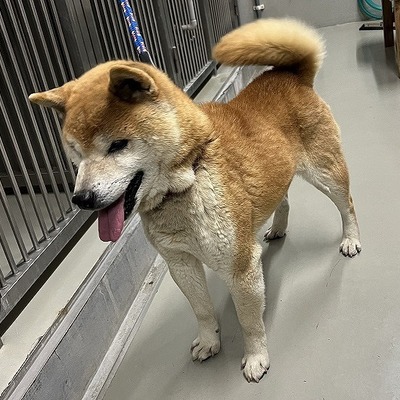保護犬猫番号   5019　