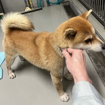 保護犬猫番号：5020　