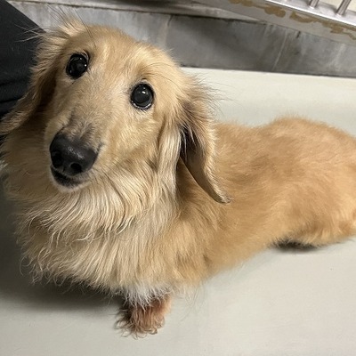 保護犬猫番号  6001　