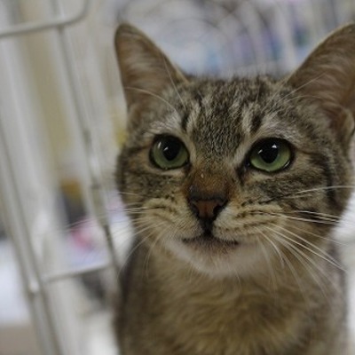 北九州市保健福祉局保健医療部動物愛護センターB23256