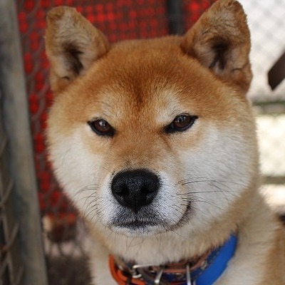 北九州市保健福祉局保健医療部動物愛護センターA24020