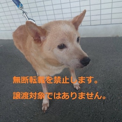 久留米市動物管理センター保護犬猫番号 6005